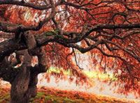 在线DDOS平台攻击