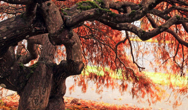 【快速启动】高效的免费ddos网页端